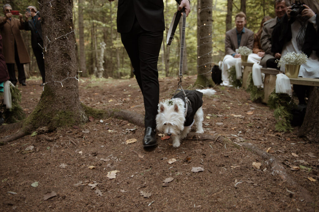 Manitoulin Island wedding photo of the bride and groom's dog walking down the isle. 